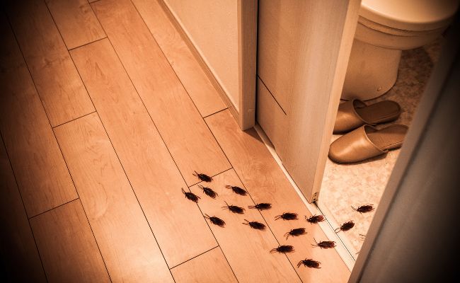 come capire se ci sono blatte in casa