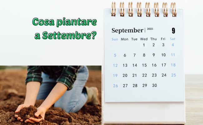 cosa piantare settembre orto