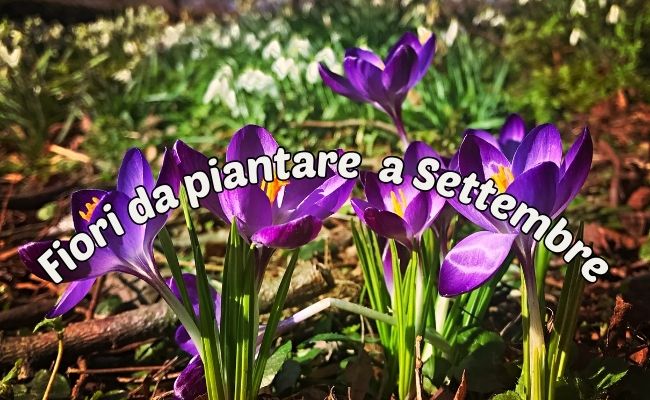 fiori da piantare settembre