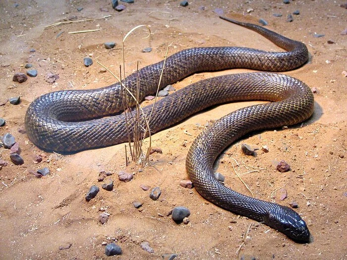 inland taipan