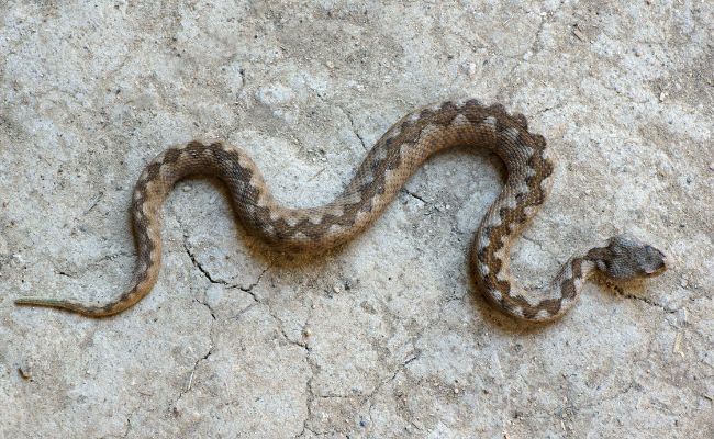 come riconoscere una vipera