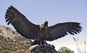 Condor delle Ande