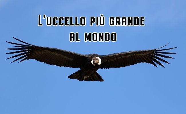 uccello più grande al mondo