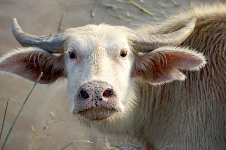 Bufalo albino Donald Trump